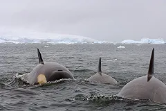 В Охотском море косатки напали на рыбацкую лодку, один человек пропал