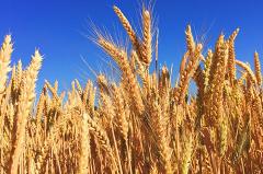 Россия установила новый рекорд экспорта зерна