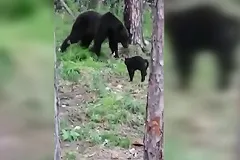 В Якутии домашний кот Василий спас хозяев от медведя