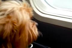 «Уральские авиалинии» оштрафовали за отказ брать на борт собаку