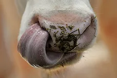 Telegraph: Coca-Cola выпустит собственный бренд молока