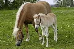 Каждой твари по паре: Екатеринбург готовится к сельхозпереписи