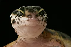 Самарский политик, предрекавшая нашествие рептилоидов, объявлена в розыск