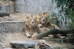 Власти Кении обвинили посетителей заповедника в гомосексуализации львов