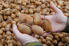 «Магнит» из-за коронавируса прекратил закупать овощи и фрукты в Китае