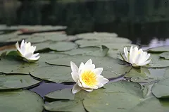 В Подмосковье мужчина с 4-летним сыном утонули при попытке переплыть пруд