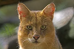 Из квартиры в Екатеринбурге сбежала болотная рысь