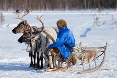 Ученые НИИ подтвердили причину распространения сибирской язвы на Ямале