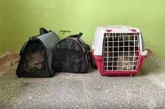 Свердловские пожарные спасли из огня трёх котов