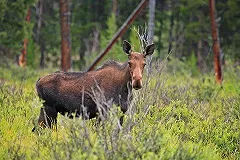 Два лося насмерть сбиты за одну ночь в Свердловской области