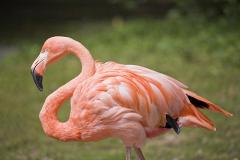 Дети в зоопарке до смерти забили камнями розового фламинго