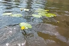 «Такой ласковый парень». Житель Большого Истока завел в товарищах гуся