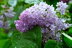 Сирень впервые зацвела в ямальском Надыме на Крайнем Севере