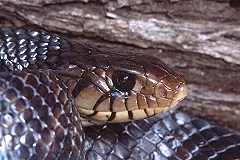 В Прикамье врачи незаконно отказались принять ребенка после укуса гадюки