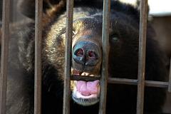 Из-за возможности нападения медведей запрещены прогулки в детских садах Приморья