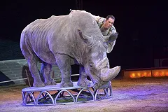 В цирке срочно сворачивают гастроли «Жираф шоу» — боятся за жизнь животных