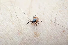 В Свердловской области активизировались клещи