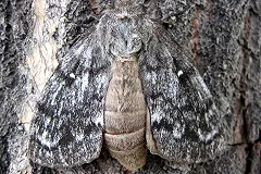 Леса Серова уничтожает опасный вредитель — площадь заражения уже 400 гектаров