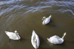К спасению лебедя-«серой шейки» на пруду под Екатеринбургом подключились зоозащитники