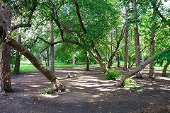 Источник: экспертиза подтвердила наличие могил в Зеленой Роще, работы отменяются