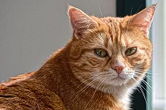 Свердловская учительница взяла кота из приюта и усыпила его спустя пару часов