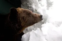 В Екатеринбургском зоопарке животных откармливают перед холодами