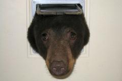 В Айдахо голодный медведь застрял в кошачьей двери