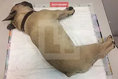 Житель Екатеринбурга в отместку супруге засунул в духовку бульдога