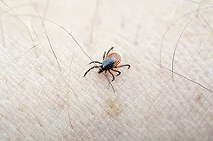 В Японии вырвался на свободу смертельно опасный клещ