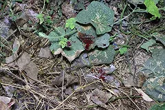 В Нижнем Тагиле застрелился семиклассник