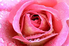 Ученые: дезодоранты и духи вредны не меньше сигарет и могут вызывать рак