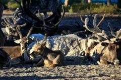 На Ямале зверски убили оленей: «Рога отлетали вместе с частью черепа»