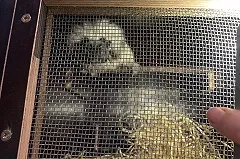 Обезьяны из чешского зоопарка транзитом летят через Кольцово