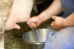 Птицефабрика «Рефтинская» покупает большую партию крупного рогатого скота