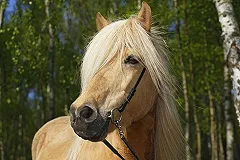 Заметавший следы изнасилования кобылы житель Башкортостана сжег ферму