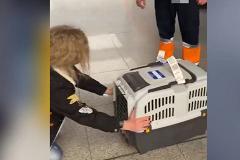 Уральская собака умерла на борту самолета Челябинск — Москва