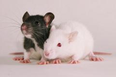 Свердловчане массово избавляются от крыс, которых получили на новый год