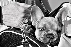 В России отказались упрощать правила перевозки животных в самолетах