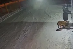 На Урале хозяйка привязала старого пса к двери ветклиники с просьбой усыпить — видео