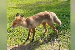 В Екатеринбурге на Шарташе лиса вышла к людям и съела сосиски