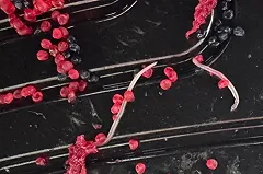 В Академическом екатеринбурженке привезли червей в роллах премиальной доставки