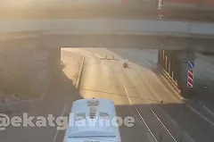 Под мостом на Малышева обнаружили мёртвого лося