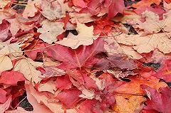 И.о. ректора УрФУ Илья Обабков отправил в отставку двух проректоров и главу департамента