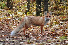 Чернобыльский лис сделал себе бутерброд