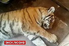 Раненая в Приморском крае тигрица умерла