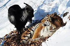 Тигр Амур в приморском сафари-парке наказал за наглость козла Тимура