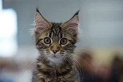 Пункт содержания животных приглашает всех желающих выбрать себе котика