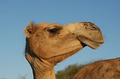 Благодаря антициклону с Запада жара на Урале продержится еще минимум неделю