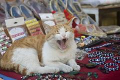 Деревню для котиков построят в Турции