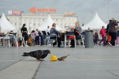 В Кольцово остановили пассажира, который пытался провезти в ручной клади голубей